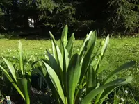 BILD1323.webp