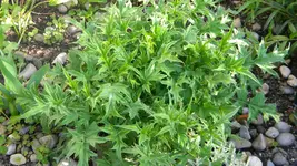 DSCN2432.webp
