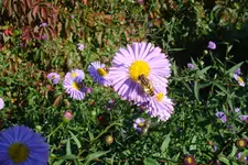 2217.webp