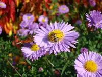6083.webp