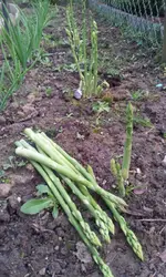 20120429_195458.webp