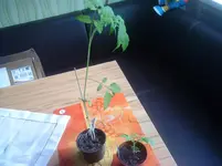 DSC00451.webp