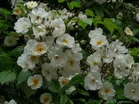 P1040702 (800x600).webp