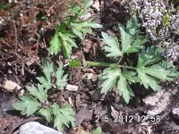 garten 009.webp