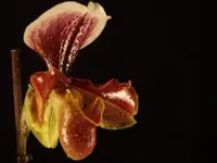 OrchiII.webp