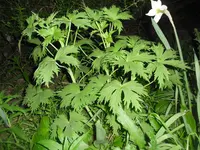 SAM_0431.webp SAM_0431.webp