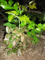 SAM_0432.webp
