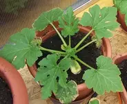 Zucchini.webp