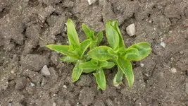 weißerPhlox1_12.webp