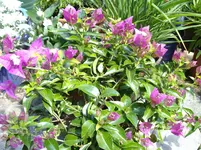 IMGP2941.webp IMGP2941.webp