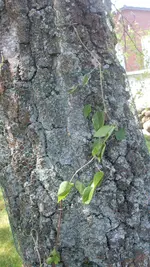ClematisJackmanii_welk1_12.webp