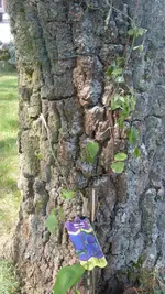 ClematisJackmanii_welk2_12.webp