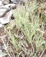 gras ableger.webp