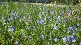 Gedenkemein_wild1_12.webp