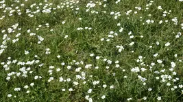 wildesHornkraut2_12.webp