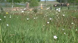 Wiese_Wald2_12.webp