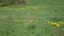 Wiese hinterm GWH1_12.webp