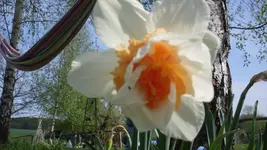 gefüllteNarzisse2_12.webp