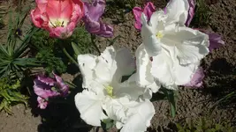 Papageientulpen1_12.webp