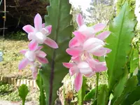 Nikon P 100 02.05.2012 005.webp