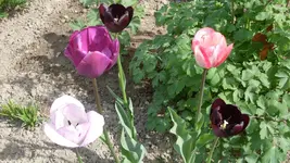 Tulpen_Akelei1_12.webp
