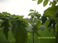 Garten 078.webp