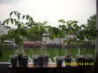 Garten 079.webp