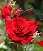 IMG_9605.webp