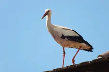 storch.webp