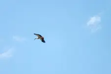 im flug.webp