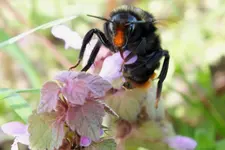 2012_0502Frühling0034 hummel.webp
