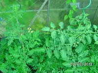k-BILD0680.webp