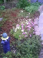 Bodendecker im Poolbeet.3.5.2012.webp
