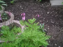 Herzchen.3.5.2012.webp