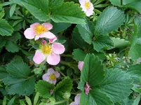SAM_0677.webp