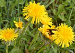 DSC_7233 Hummel an Butterblume.jpg