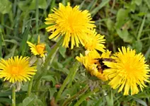 DSC_7233 Hummel an Butterblume.webp
