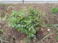 Bonica 82.webp