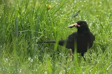 Amsel1_smaller.webp