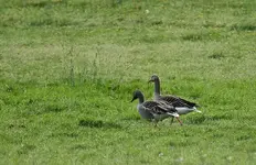 Gänse2_smaller.webp
