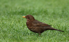 Amsel1_smaller.webp