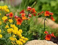 Elfenspiegel und Felsenkraut_smaller.webp