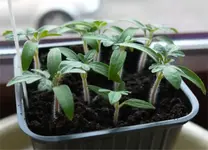 balkontomate2.webp