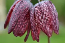 Schachbrettblümchen.webp