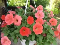 015.webp