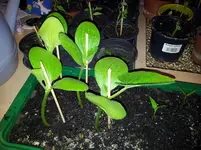 20120503_213354.webp
