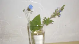 SDC11461.webp