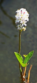 Fieberklee blüht_smaller.webp