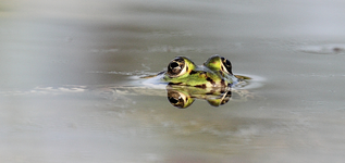 head shot Caruso_smaller.webp