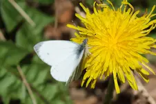 schmetterling.webp